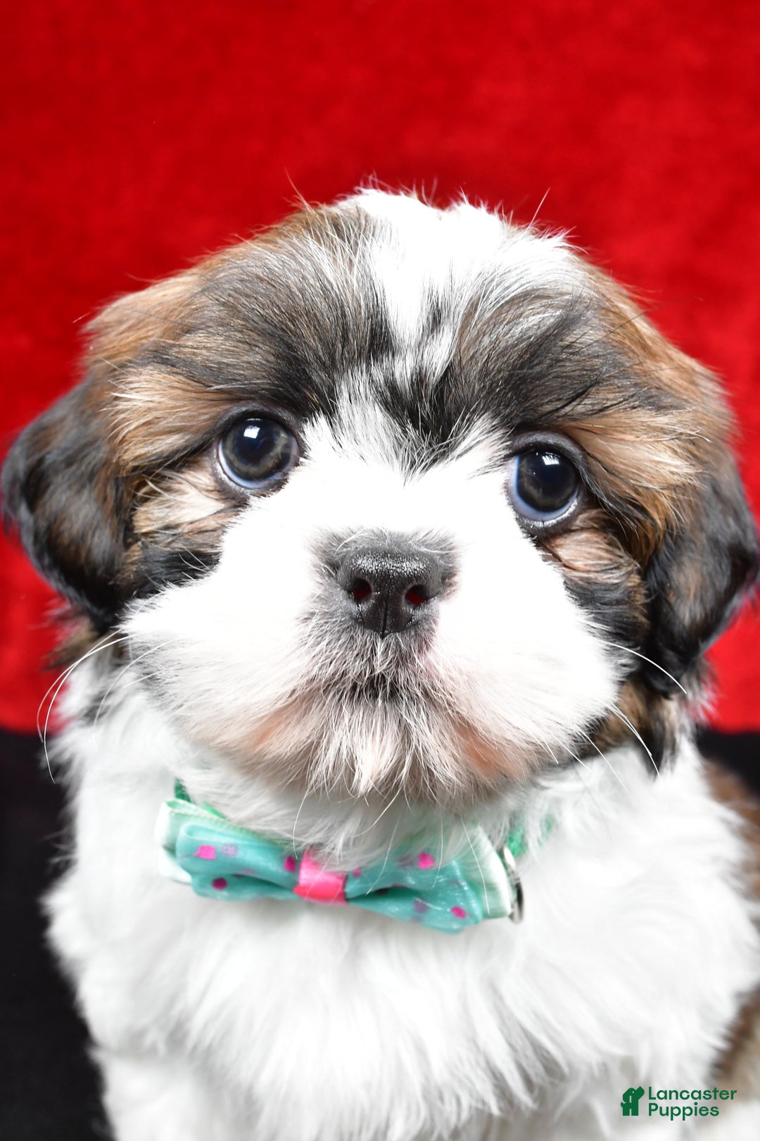 Shih Tzu dogs for sale: Vince - Ad 2