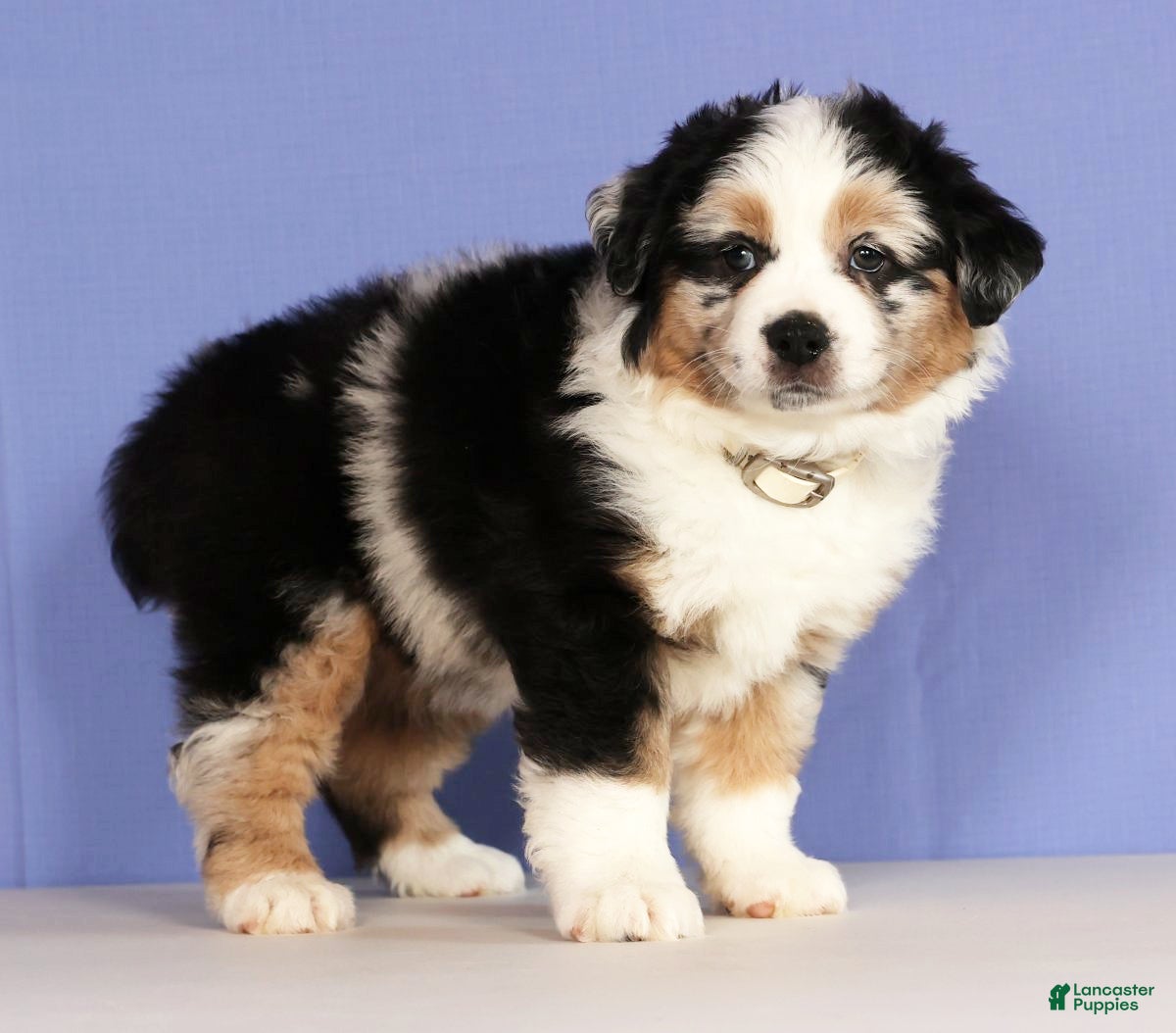 Miniature Australian Shepherd dogs Bella - Ad 25