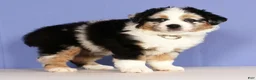 Miniature Australian Shepherd dogs for sale: Bella - Ad 1