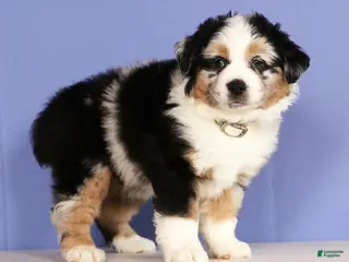 Miniature Australian Shepherd dogs Bella - Ad 25