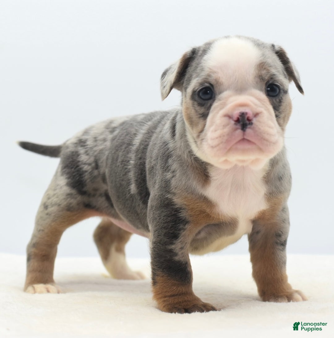 Mixed Breed dogs for sale: Aqua blue koi  - Ad 15