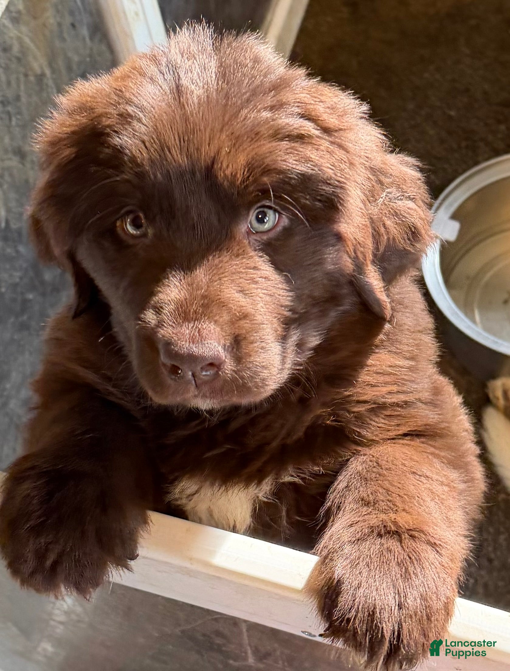 Newfoundland dogs Newfoundland Puppy 3 Gaia - Ad 42