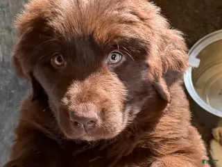 Newfoundland dogs Newfoundland Puppy 3 Gaia - Ad 34