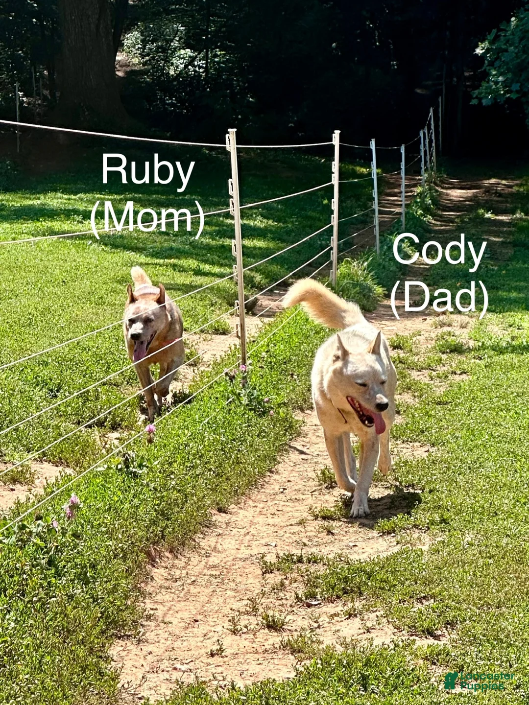 Australian Cattle Dog dogs for sale: Australian Cattle Dog Blaze - Ad 2