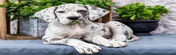 Great Dane dogs for sale: Kelsey - Ad 1
