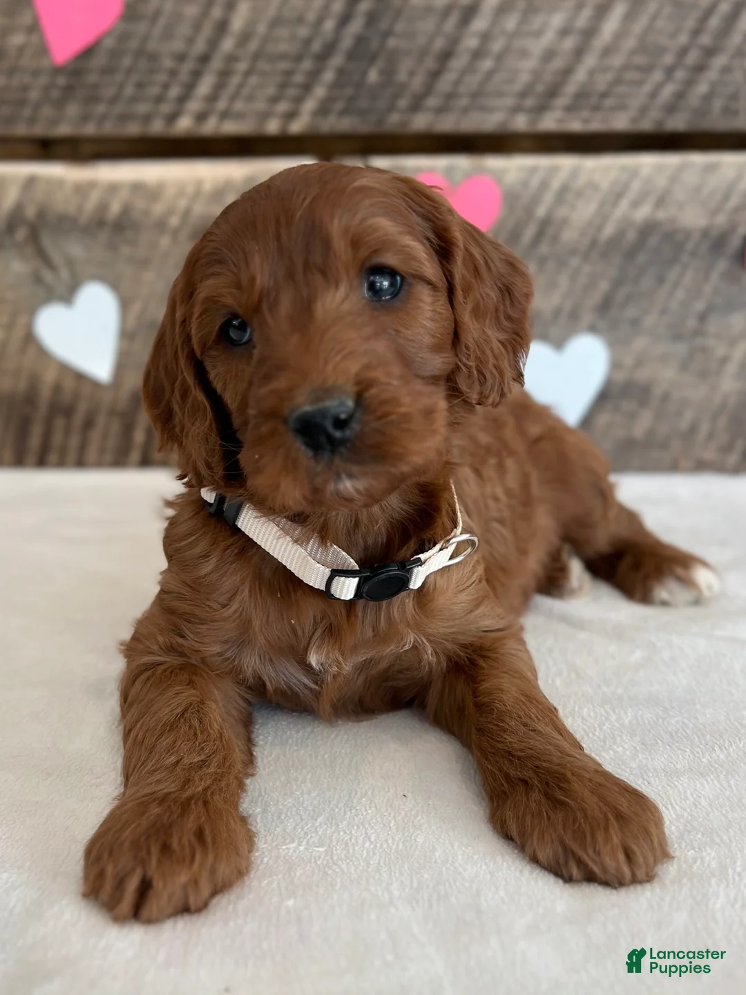 Irish Doodle dogs for sale: Sage - Ad 11