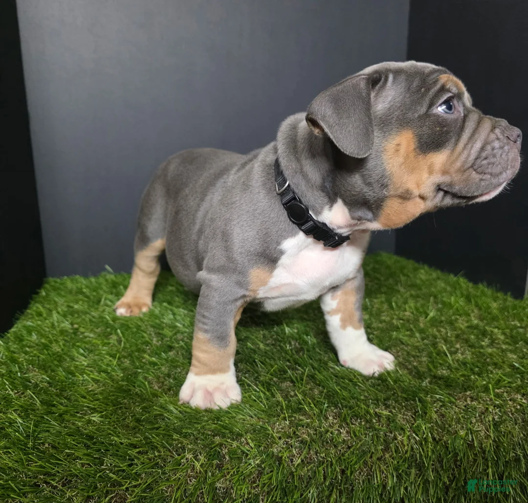 American Bully dogs for sale: American Bully 3 - Ad 1