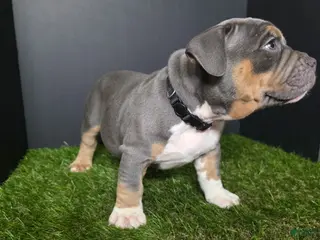 American Bully dogs American Bully 3 - Ad 42