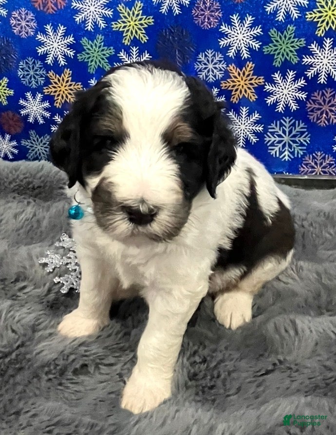 Bernedoodle dogs Rain - Ad 11