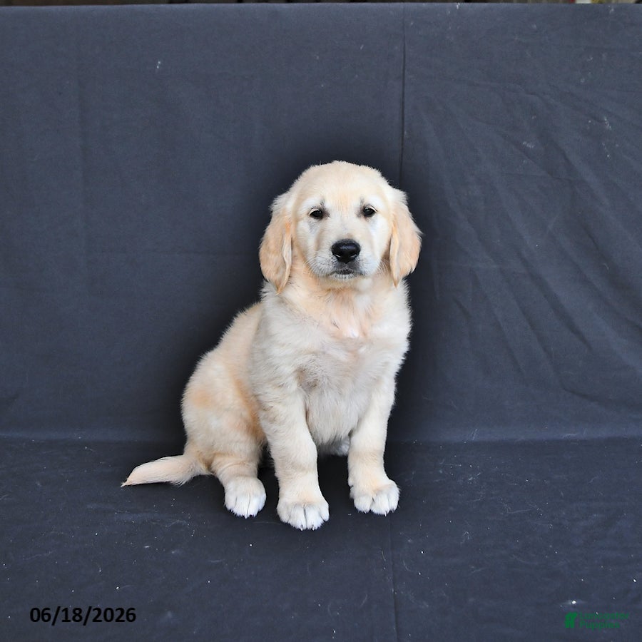Golden Retriever dogs Jace - Ad 2