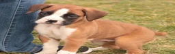 Boxer dogs for sale: Allie - Ad 8