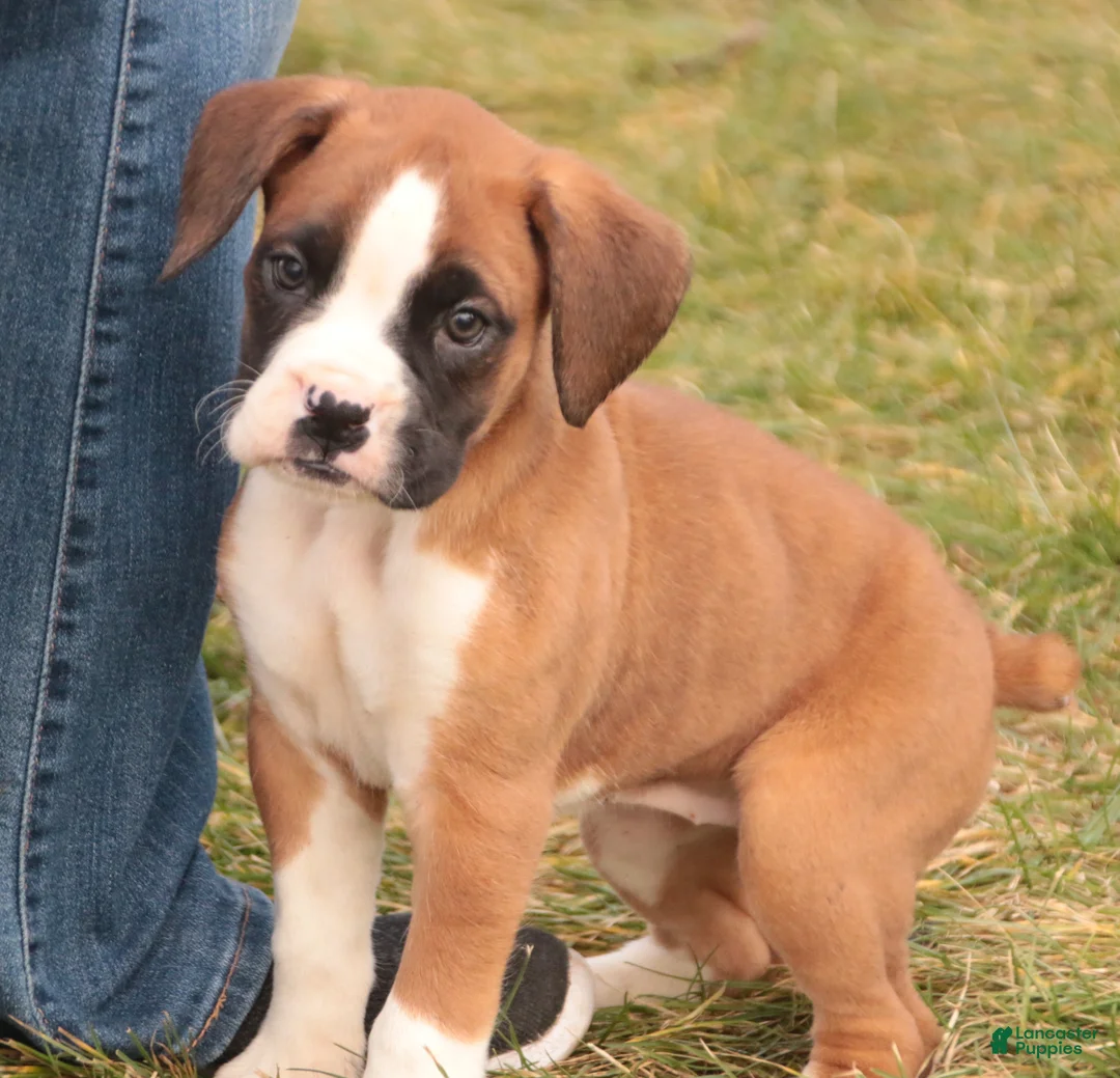 Boxer dogs for sale: Allie - Ad 8