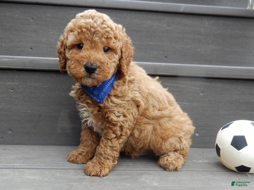 Mini Goldendoodle dogs for sale: Oliver - Ad 4