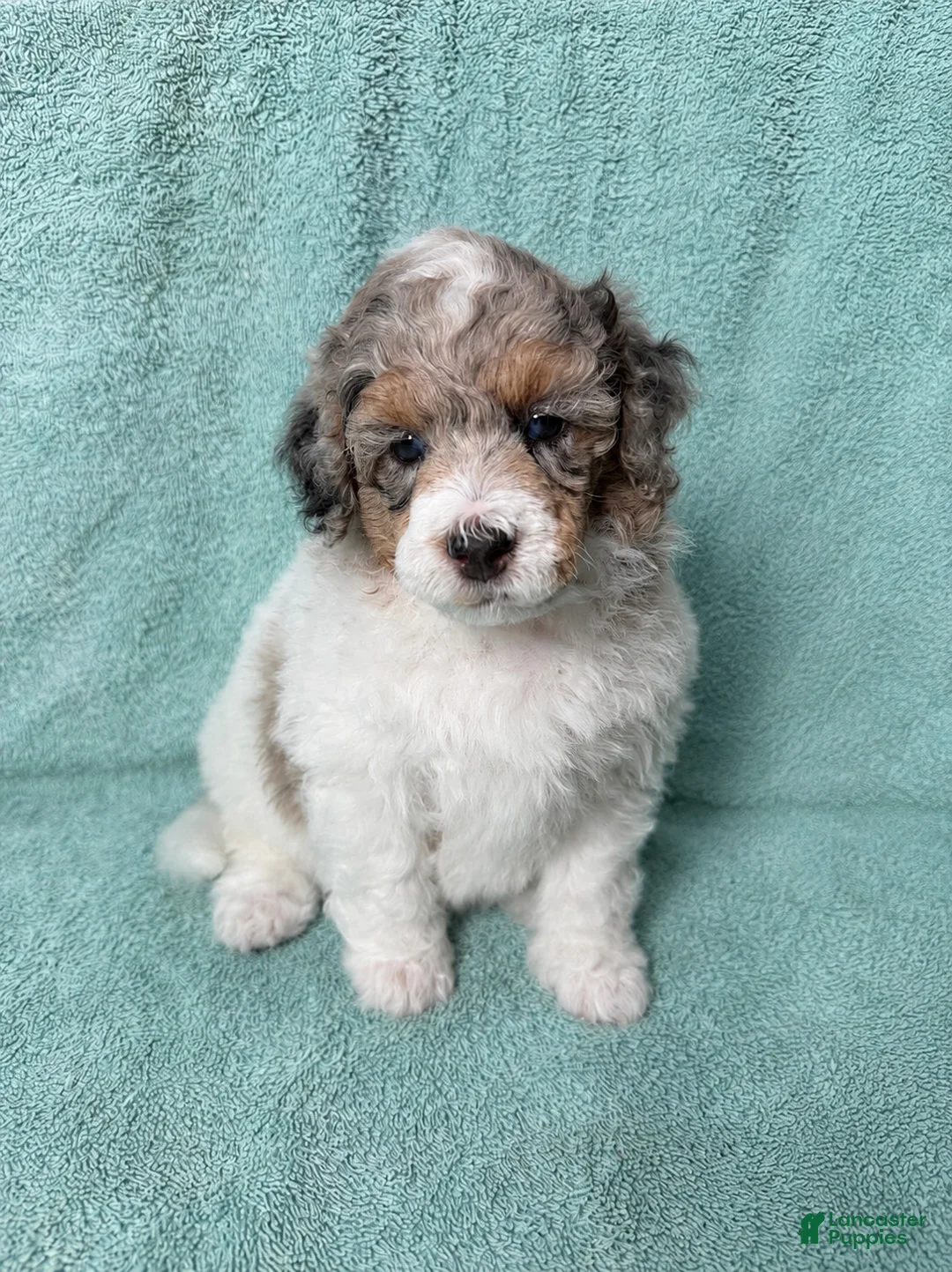 Miniature Poodle dogs for sale: Miniature Poodle Blue - Ad 41