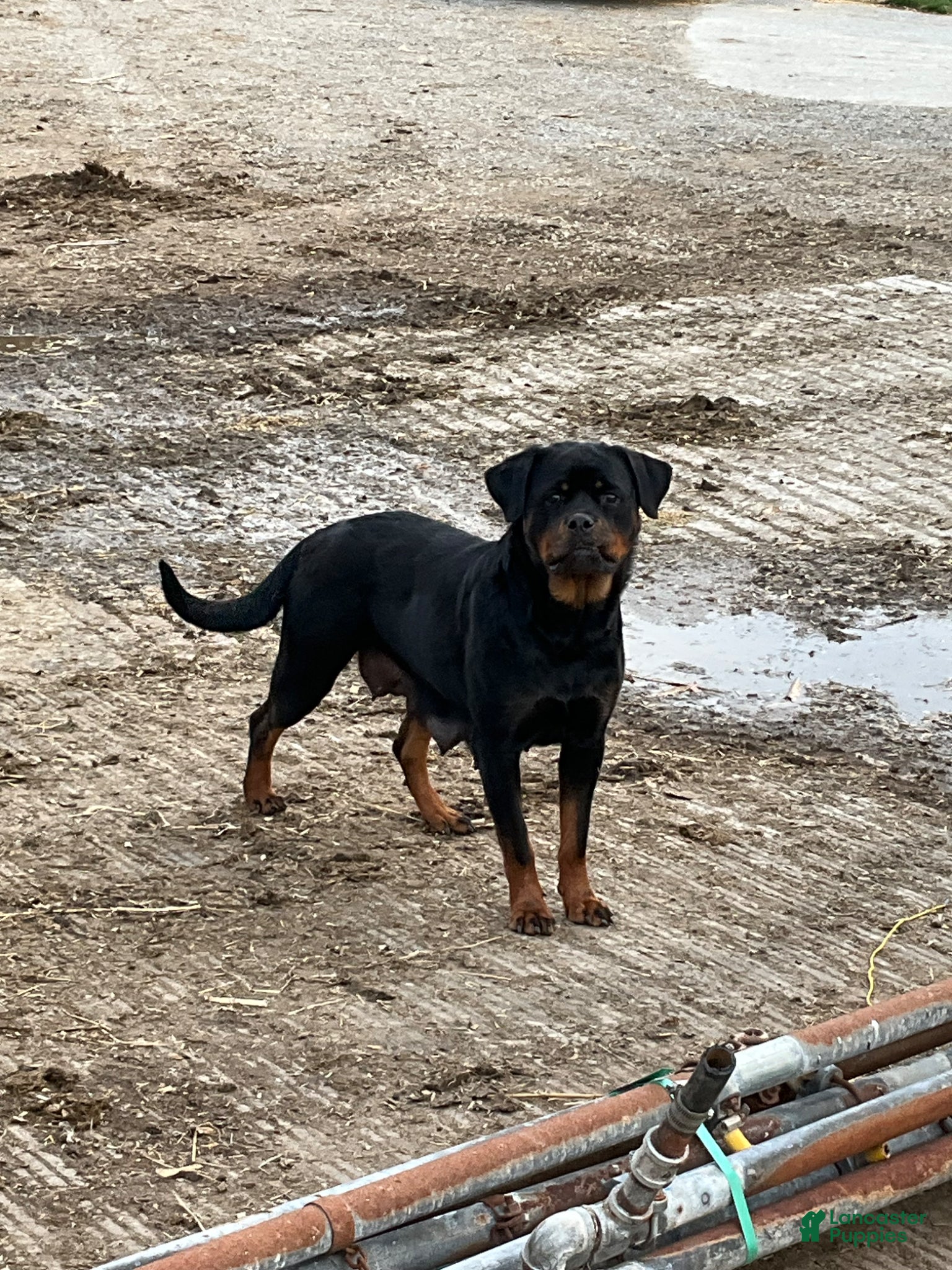 Rottweiler dogs Rottweiler Puppy 3 - Ad 2