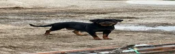 Rottweiler dogs for sale: Rottweiler Puppy 3 - Ad 2