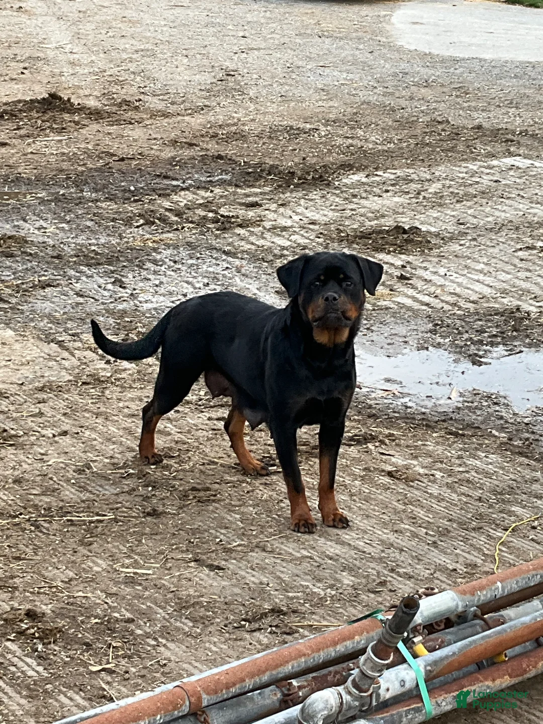 Rottweiler dogs for sale: Rottweiler Puppy 3 - Ad 2