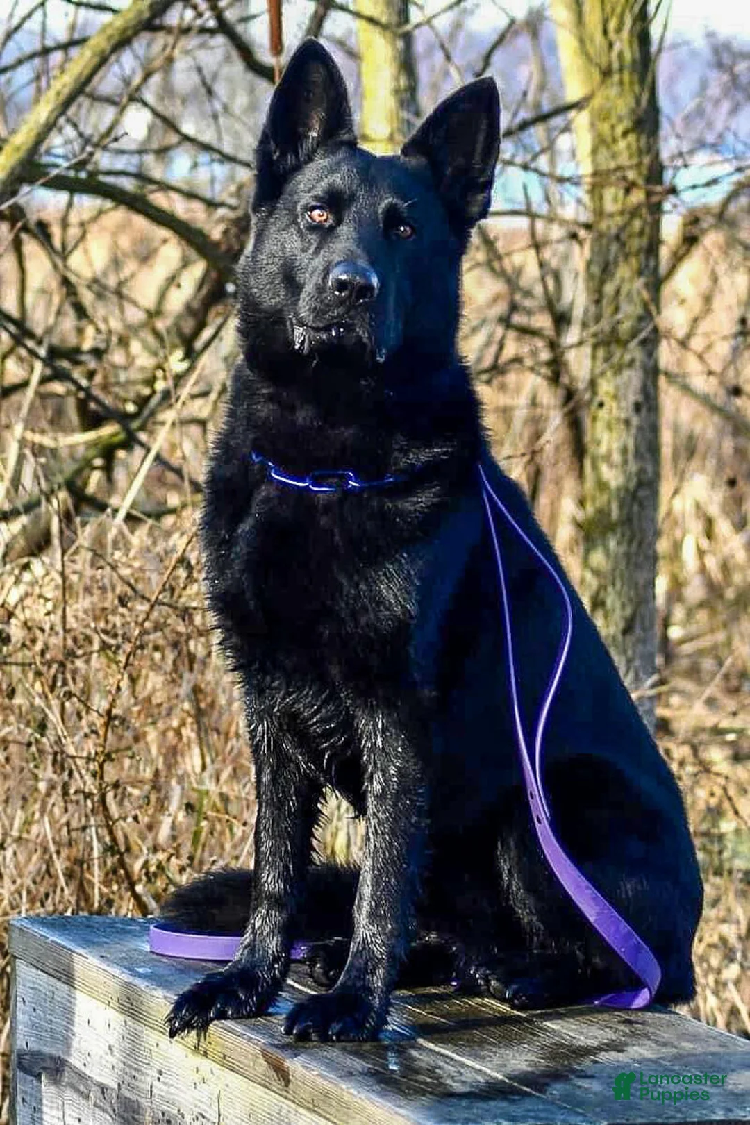 German Shepherd dogs for sale: German Shepherd (Rory) - Ad 3