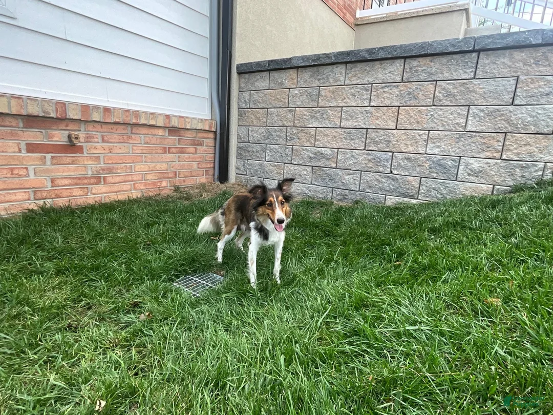 Sheltiedoodle dogs for sale: Marci - Ad 6