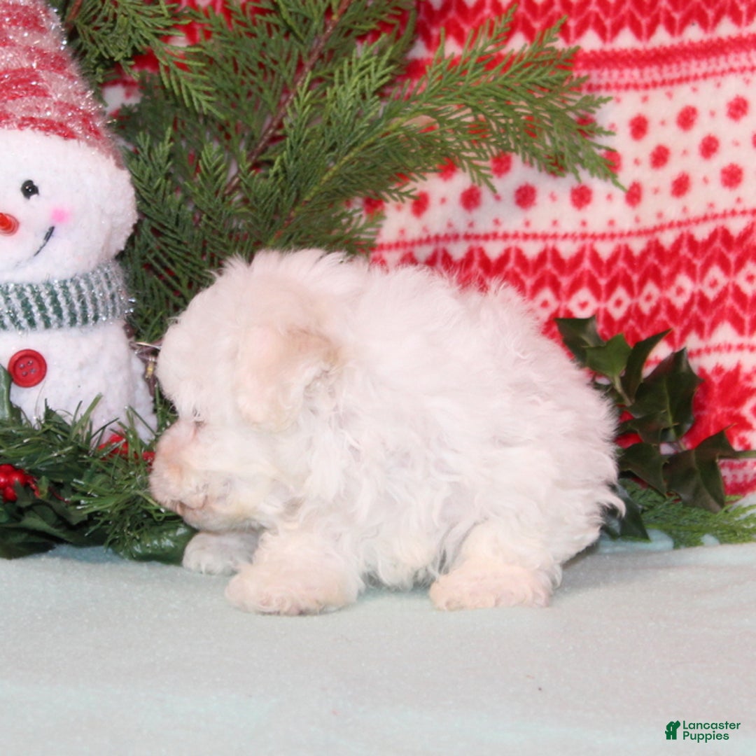 Bichon Frise dogs for sale: Whistle - Ad 4