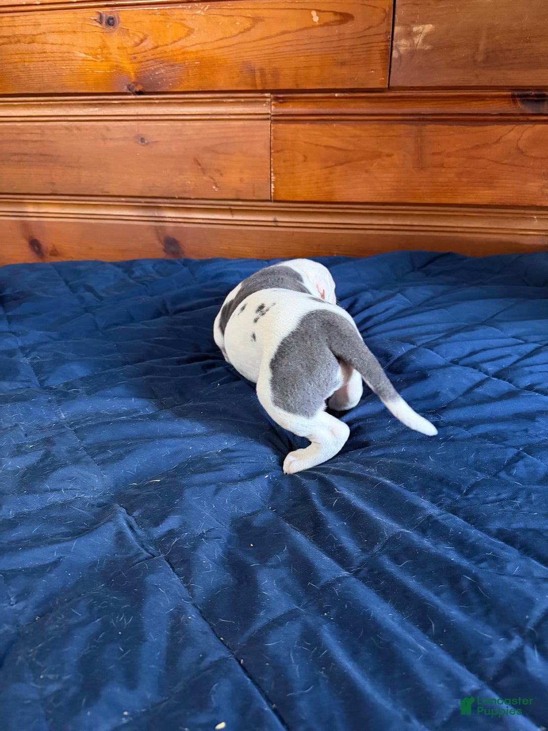 American Bulldog dogs for sale: Purty - Ad 5