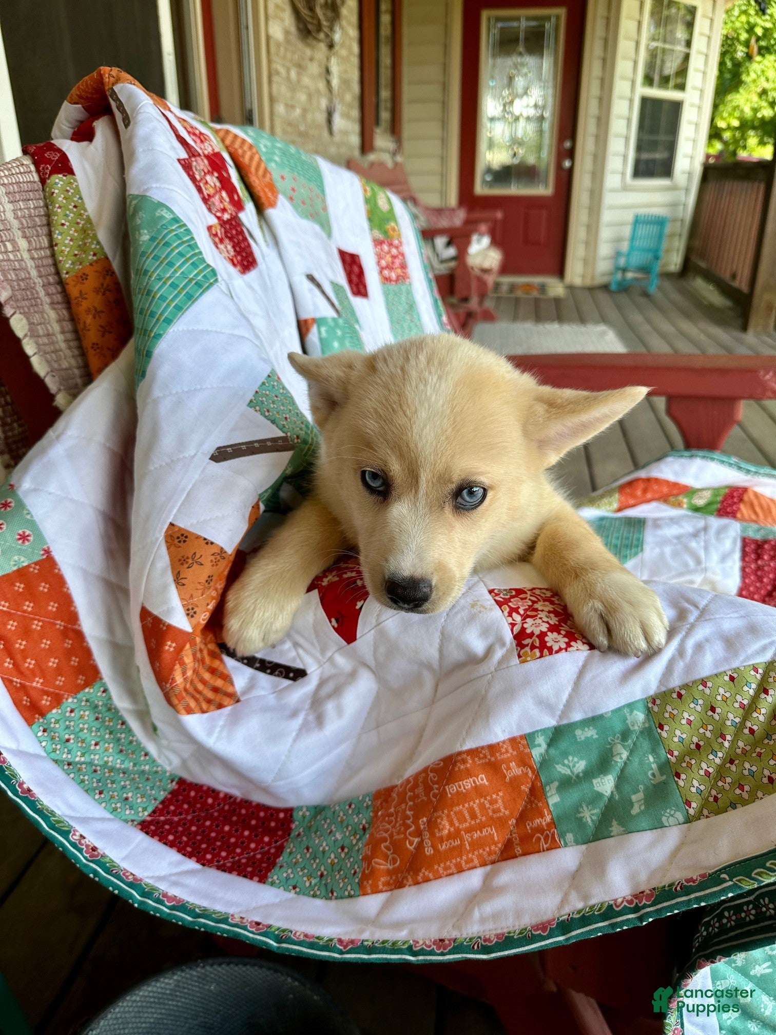 Pomsky dogs for sale: Cheeto - Ad 2