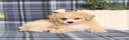 Bichpoo dogs for sale: Marlow - Ad 2
