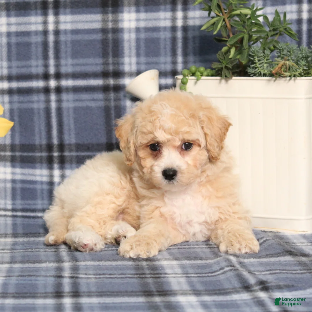 Bichpoo dogs for sale: Marlow - Ad 2