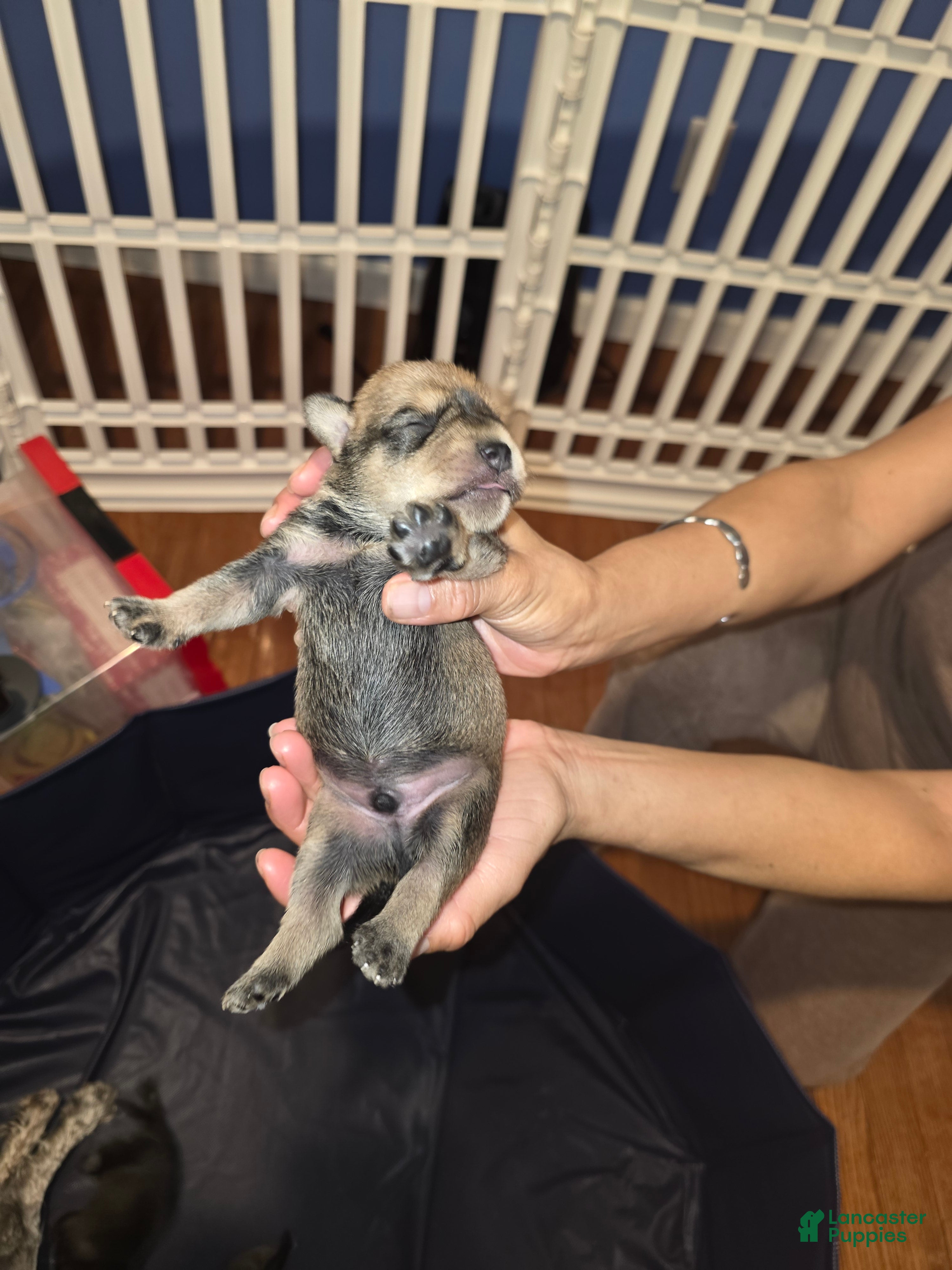 Miniature Schnauzer dogs Miniature Schnauzer Puppy 2 - Ad 1