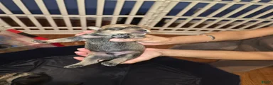 Miniature Schnauzer Puppy 2