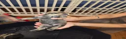 Miniature Schnauzer dogs for sale: Miniature Schnauzer Puppy 2 - Ad 1