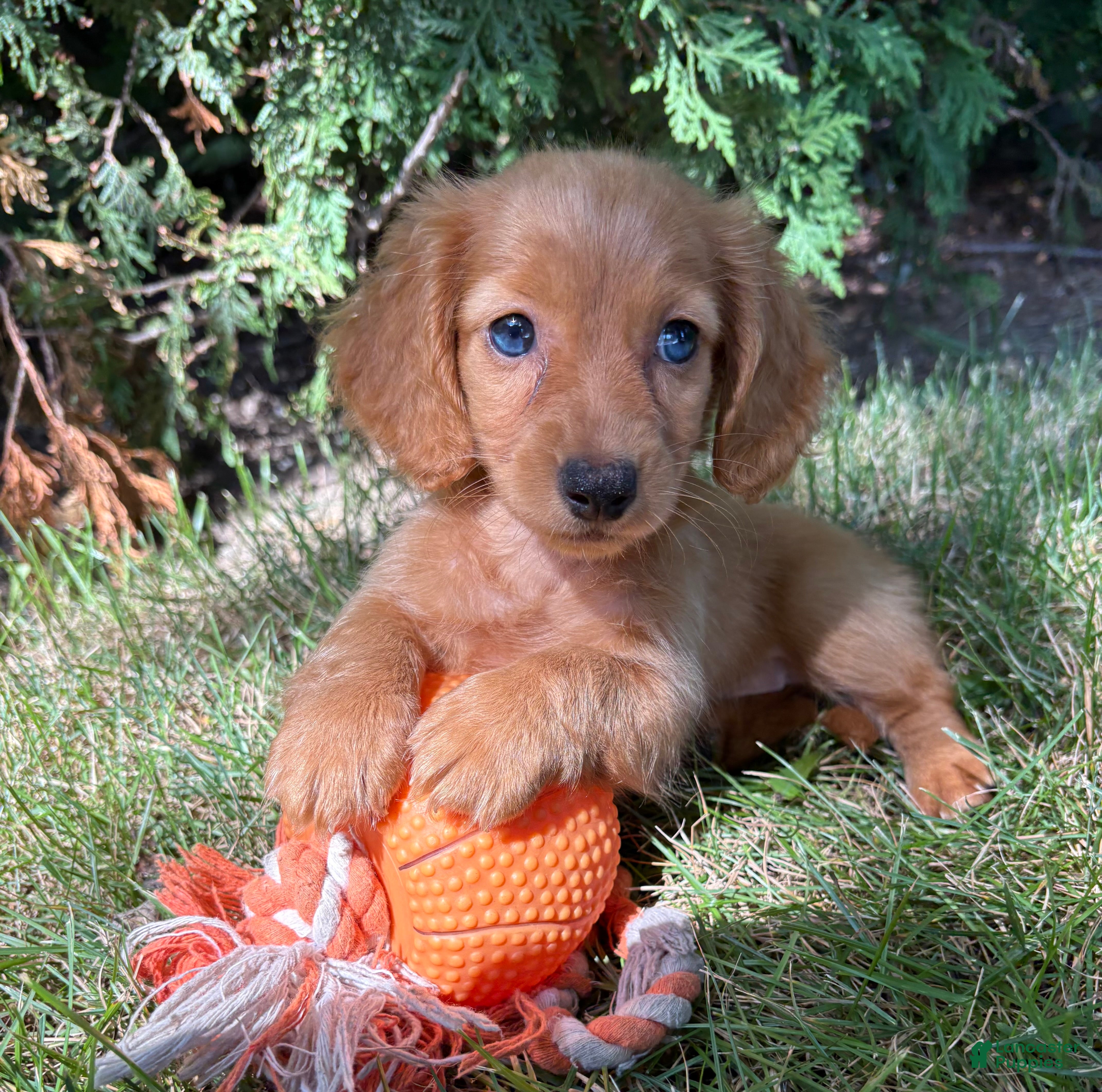Dachshund dogs Pippa - Ad 1