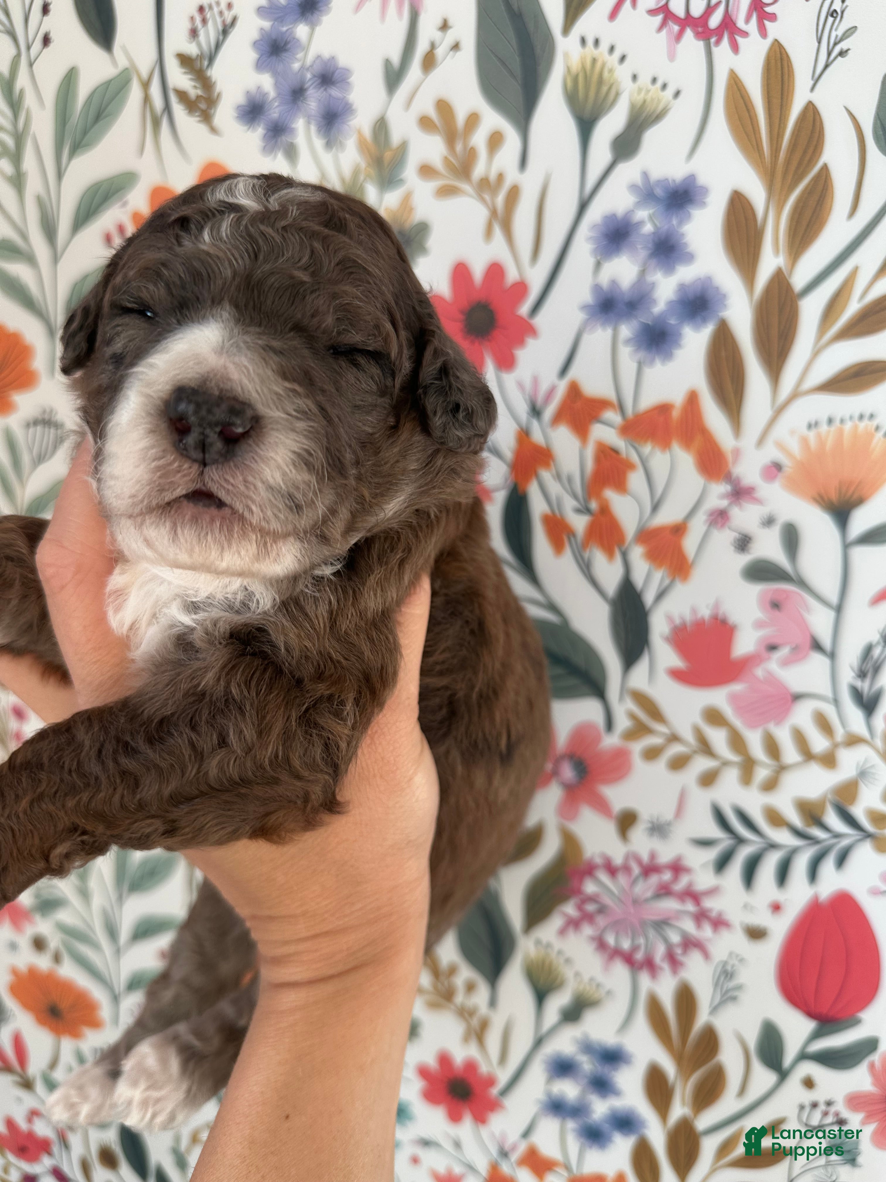 Bernedoodle dogs Moose - Ad 2