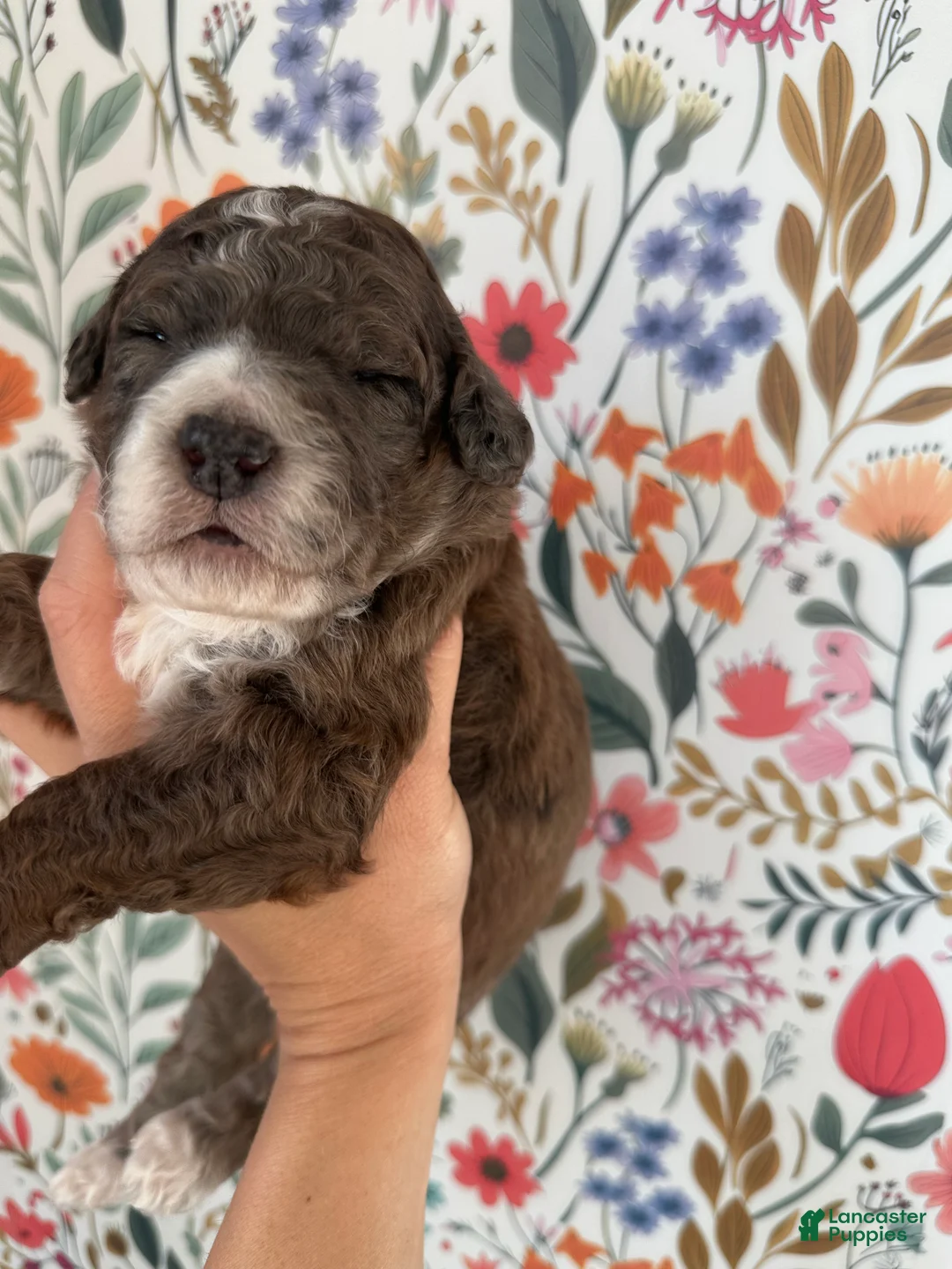 Bernedoodle dogs for sale: Moose - Ad 2