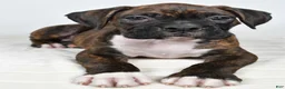 Boxer dogs for sale: Diesel - Ad 7