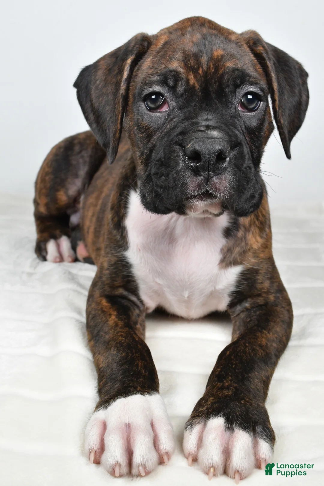 Boxer dogs for sale: Diesel - Ad 7