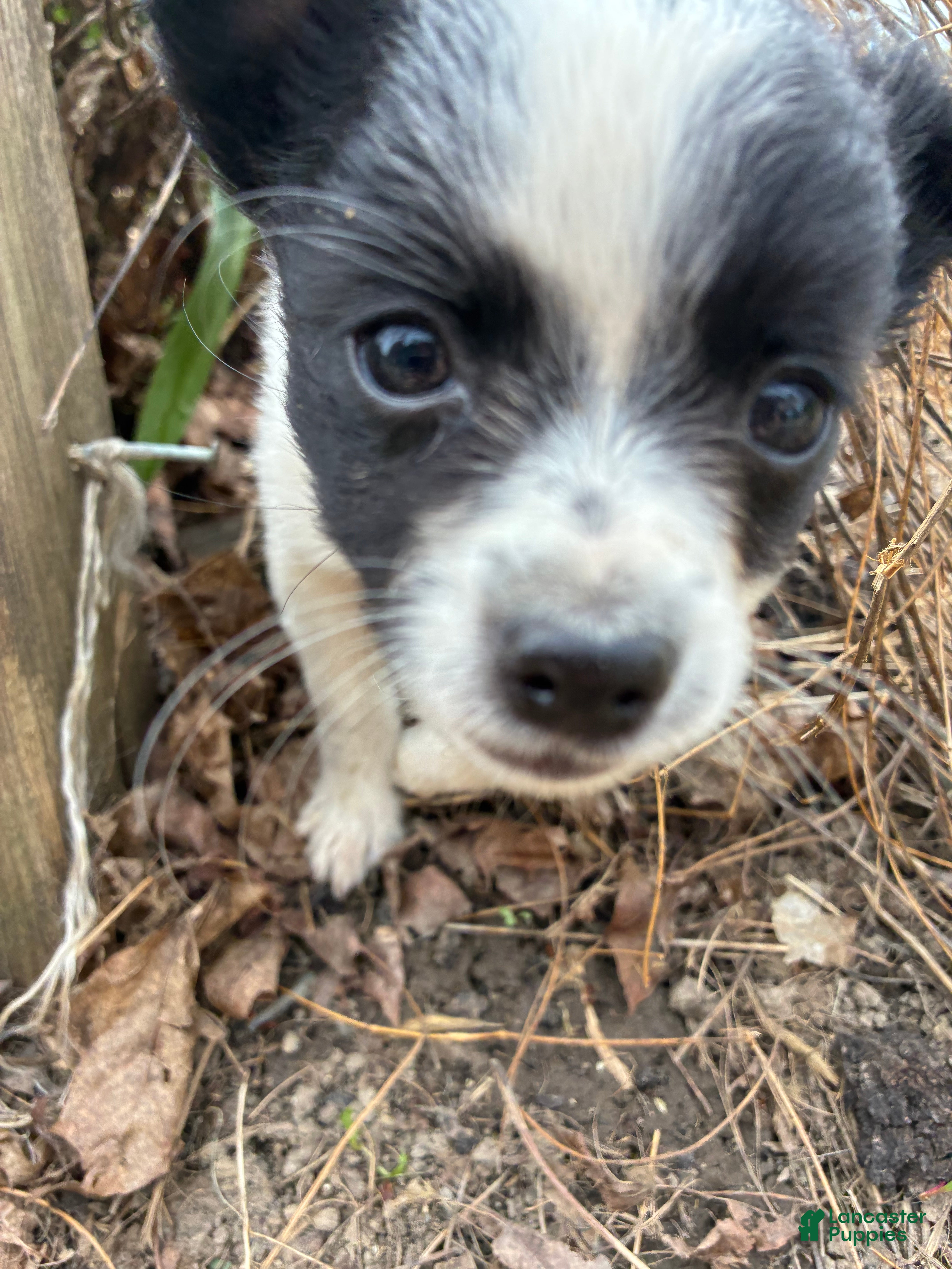 Mixed Breed dogs Nevada - Ad 5