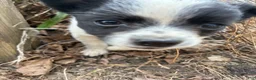 Mixed Breed dogs for sale: Nevada - Ad 1