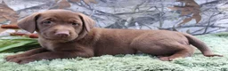 Labrador Retriever dogs for sale: Mike - Ad 3