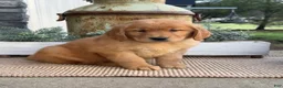 Golden Retriever dogs for sale: Willie - Ad 3
