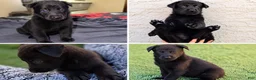 German Shepherd dogs for sale: German Shepherd 3 male and female - Ad 1
