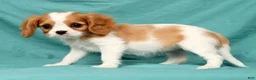 Cavalier King Charles Spaniel dogs for sale: Natasha - Ad 4