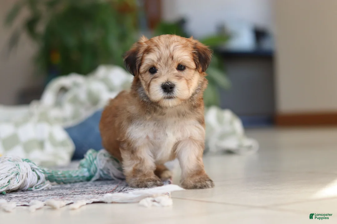 Morkie dogs for sale: Sarah - Ad 5