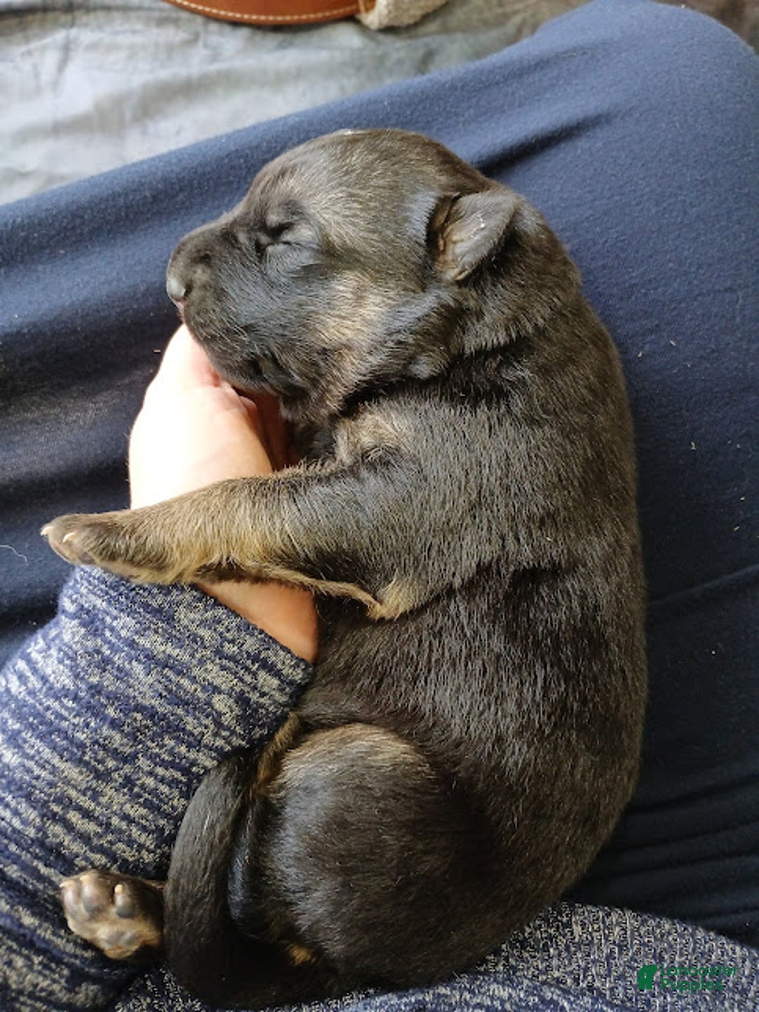 German Shepherd dogs for sale: Striker - Ad 9