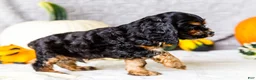 Cocker Spaniel dogs for sale: Zeston - Ad 5