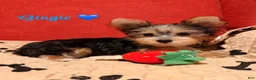 Yorkshire Terrier dogs for sale: Yorkshire Terrier Puppy 1 - Ad 3