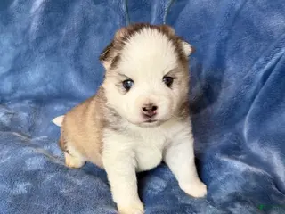 Pomsky dogs for sale: Tybalt - Ad 4