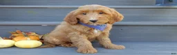 Mini Goldendoodle dogs for sale: Bingo - Ad 4