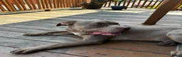American Bully dogs for sale: Sebastian  - Ad 3