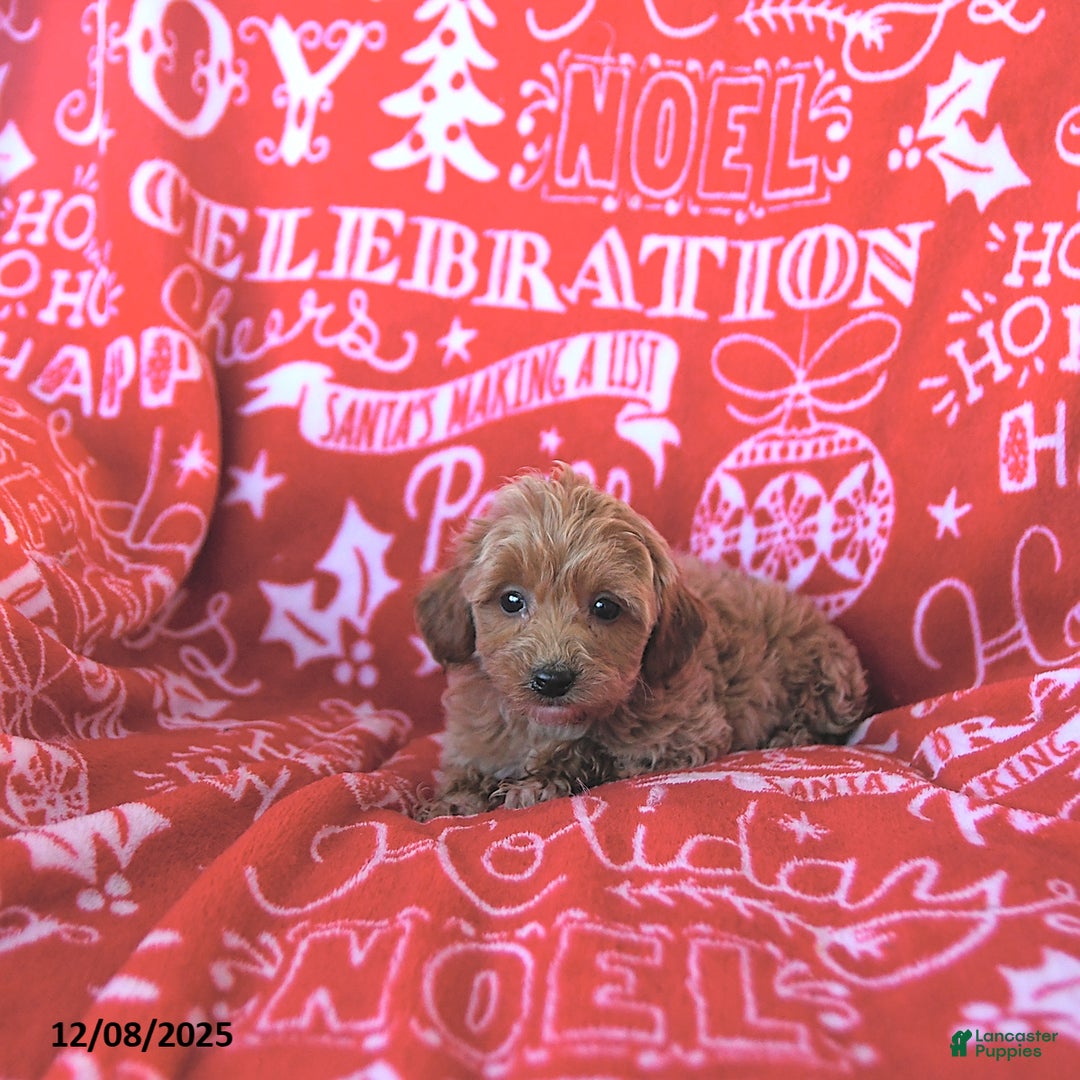 Mini Goldendoodle dogs for sale: Angel - Ad 4